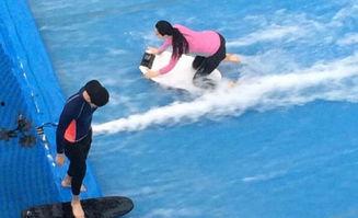 都哪些明星冲浪