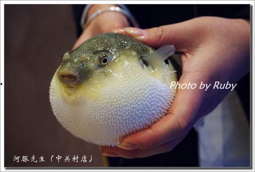 日本河豚系列,从传统烹饪到现代创新