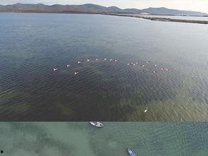 大海视频大全,探索海洋奥秘，尽收眼底